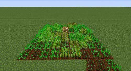 ������ֲС��