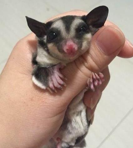 ������Ļ�ɵ�С������ʲô����_�۴�������Ǯ���������