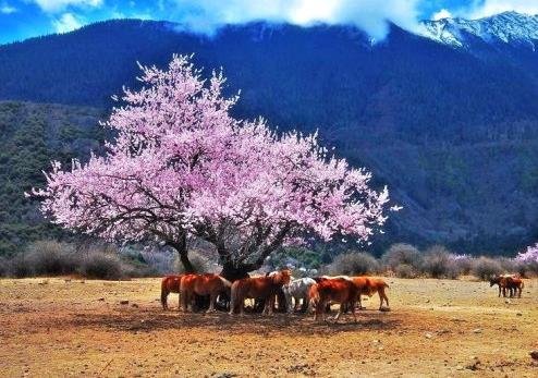 2018����֥�һ���ʲôʱ��_�һ�ͼƬ����_52pk��������