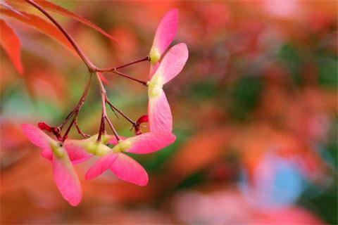 2018������������ͼƬ_���ֿ���Ψ��ͼƬ��ȫ